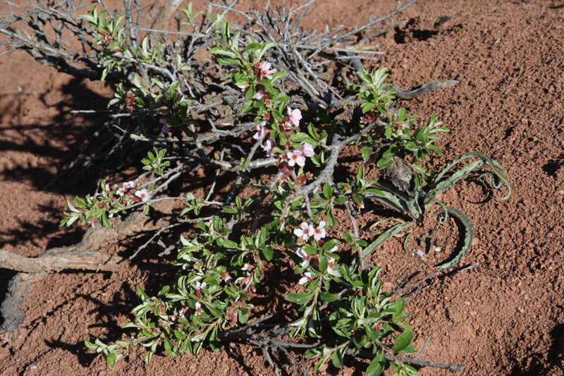 Изображение особи Cerasus erythrocarpa.