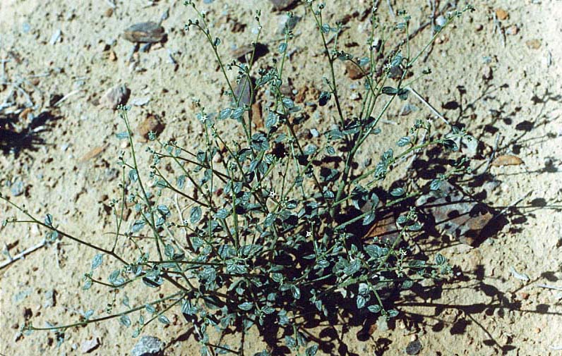 Изображение особи Heliotropium transoxanum.