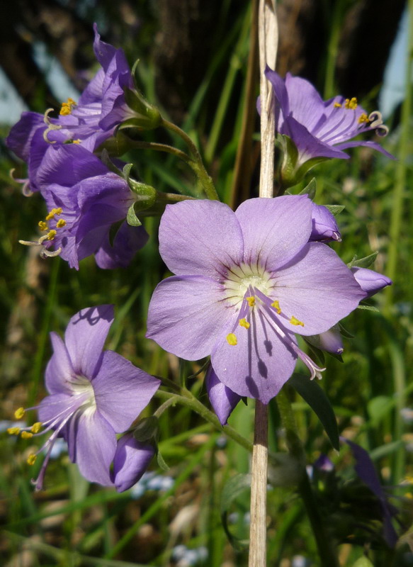 Image of Polemonium caeruleum specimen.