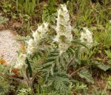 Phlomoides speciosa
