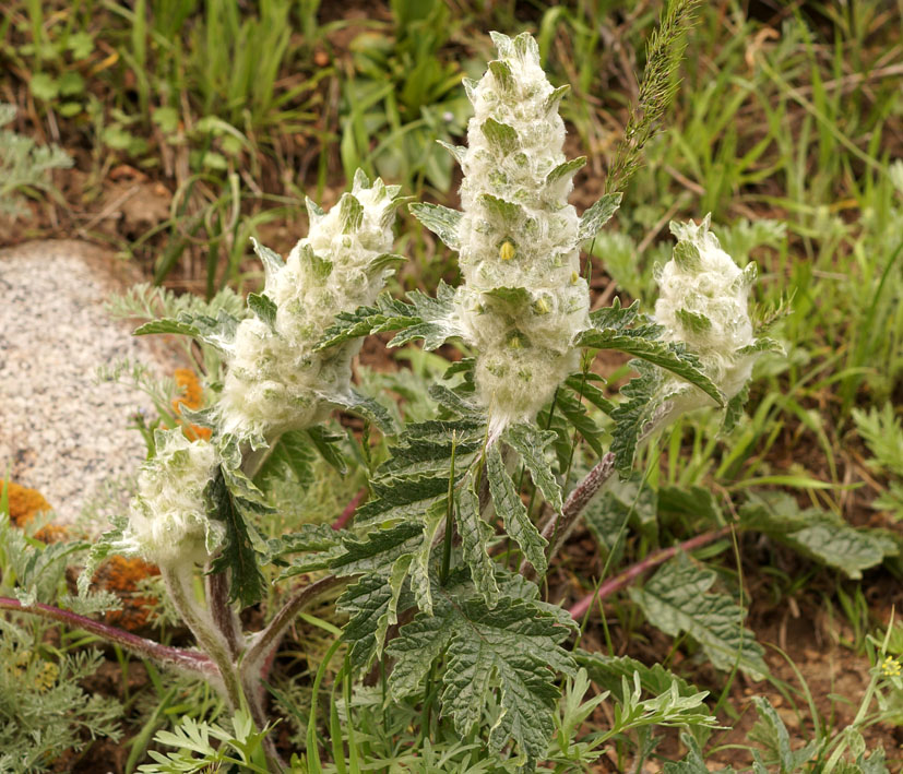 Изображение особи Phlomoides speciosa.