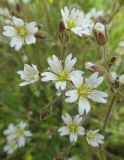 Cerastium subciliatum