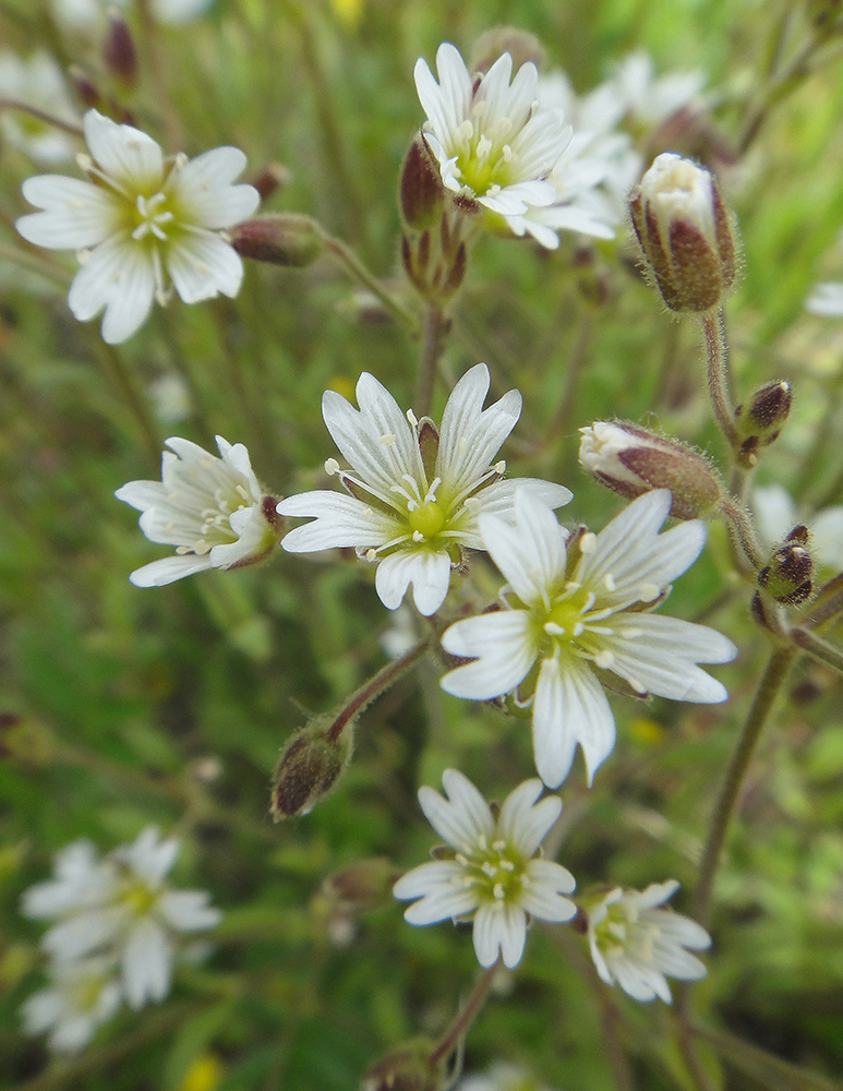 Image of Cerastium subciliatum specimen.