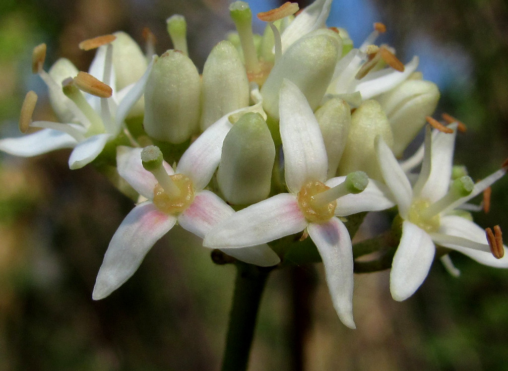 Image of Swida australis specimen.