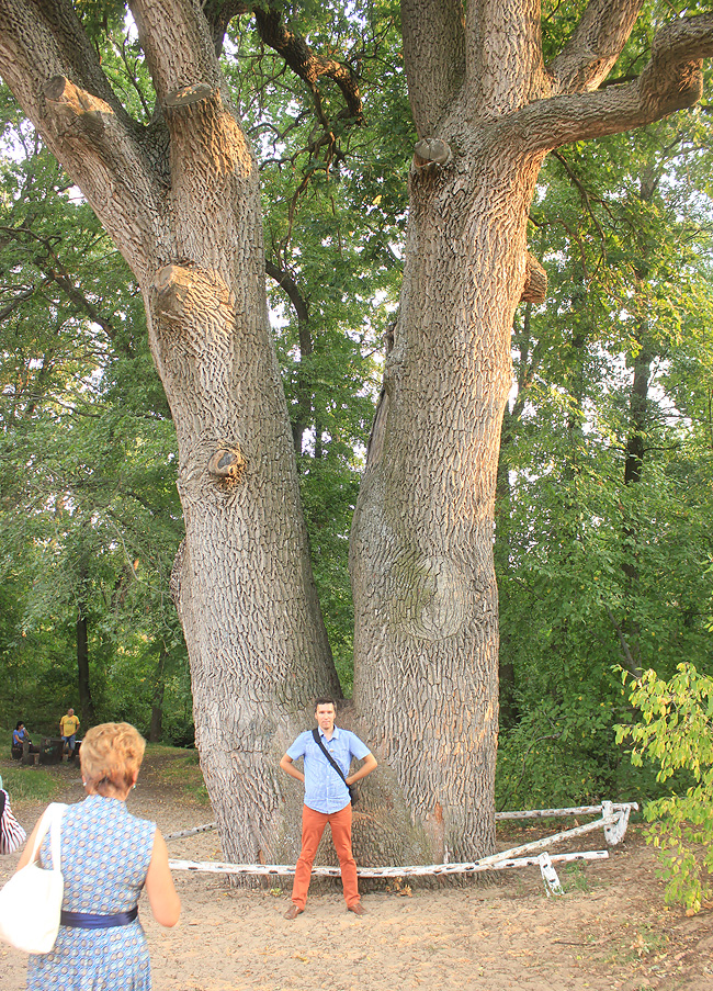 Изображение особи Quercus robur.