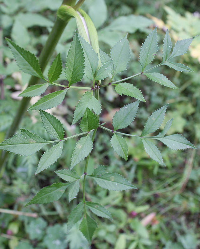 Image of Angelica sylvestris specimen.