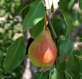 Pyrus communis