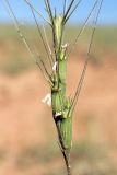 Aegilops triuncialis. Соцветие. Узбекистан, Ташкентская обл., Кибрайский р-н, предгорные холмы в окр. пос. Майский. 22.05.2015.