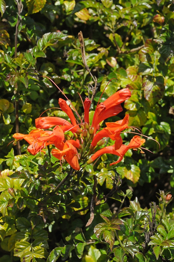 Изображение особи Tecomaria capensis.