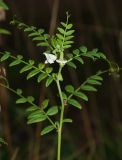 Vicia sepium. Верхушка побега цветущего растения-альбиноса. Мурманская обл., ЗАТО г. Североморск, заброшенная свалка на месте бывшего подсобного хозяйства. 20.09.2015.