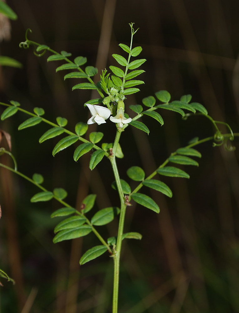 Image of Vicia sepium specimen.