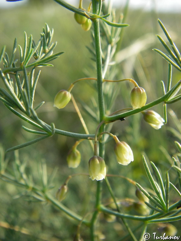 Изображение особи Asparagus officinalis.