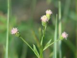 Erigeron