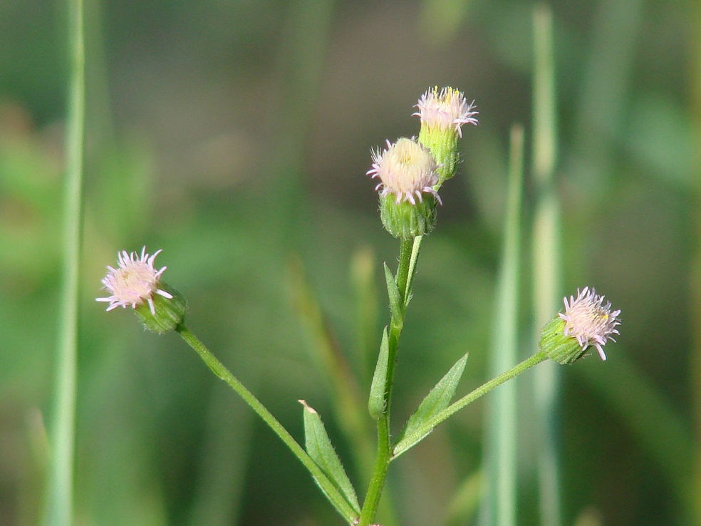 Изображение особи род Erigeron.