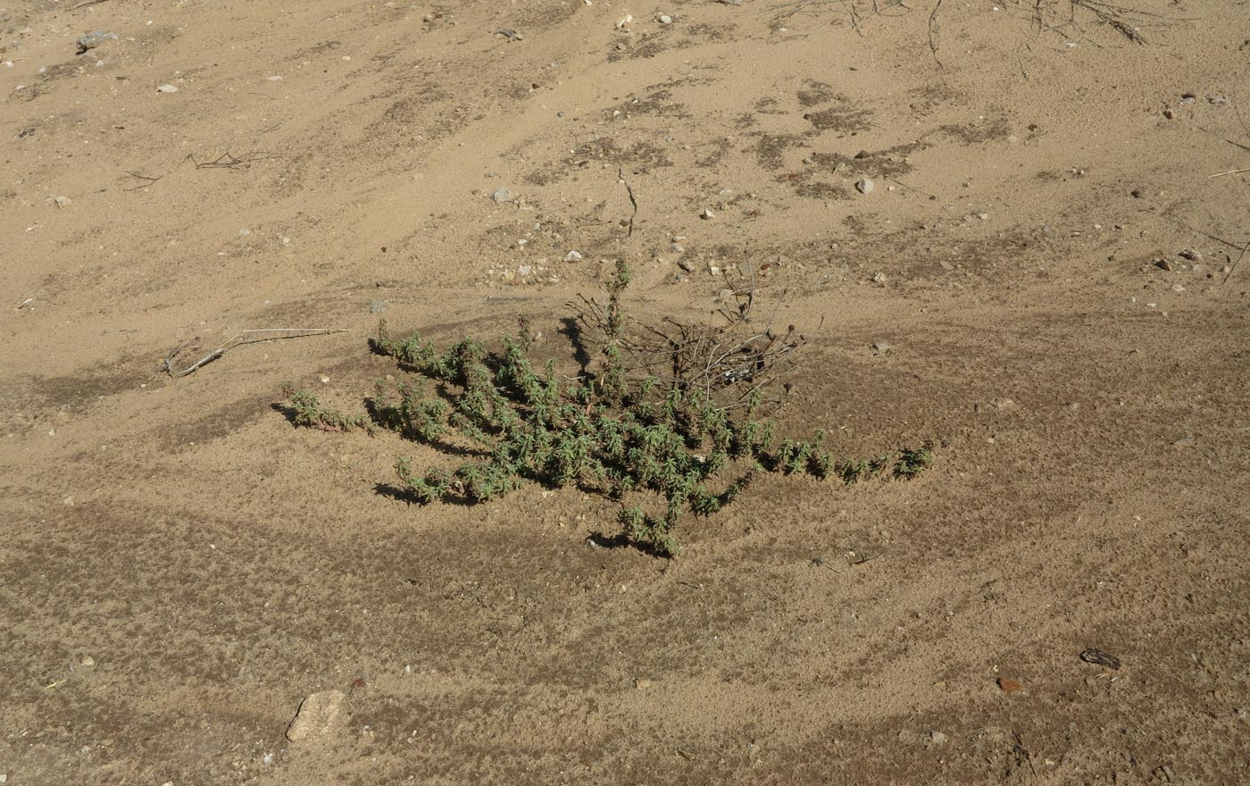 Image of Amaranthus blitoides specimen.