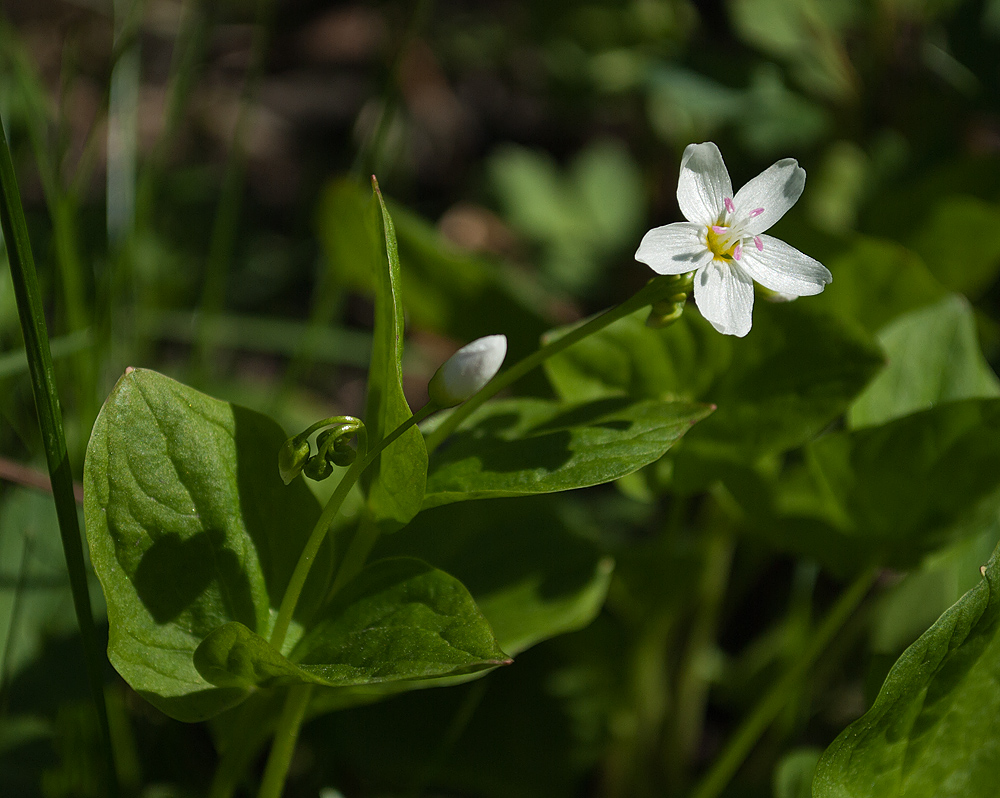 Изображение особи Claytonia cordifolia.