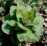 Lysimachia verticillaris