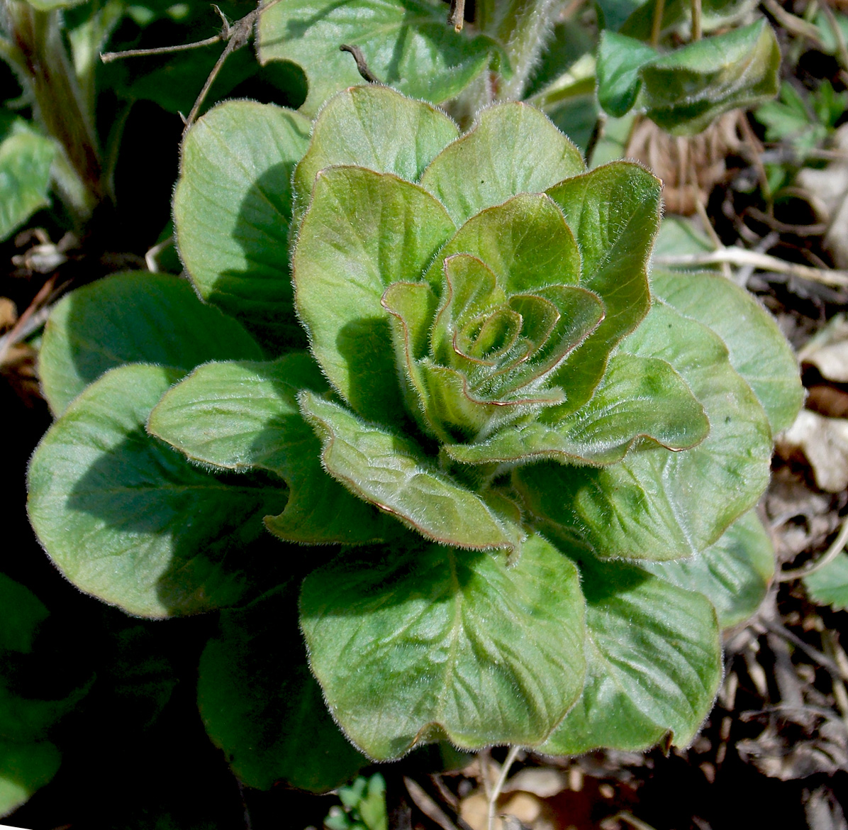 Image of Lysimachia verticillaris specimen.