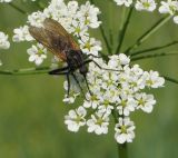 Chaerophyllum prescottii. Цветущий зонтичек с кормящимся толкунчиком (Empis sp.). Восточный Казахстан, Глубоковский р-н, окр. с. Тарханка, берег речки. 16.06.2015.