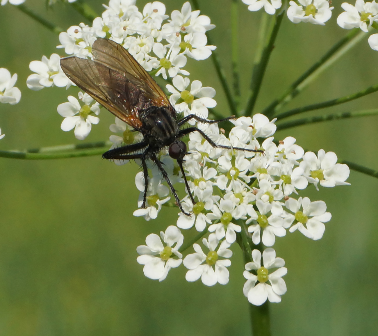 Image of Chaerophyllum prescottii specimen.