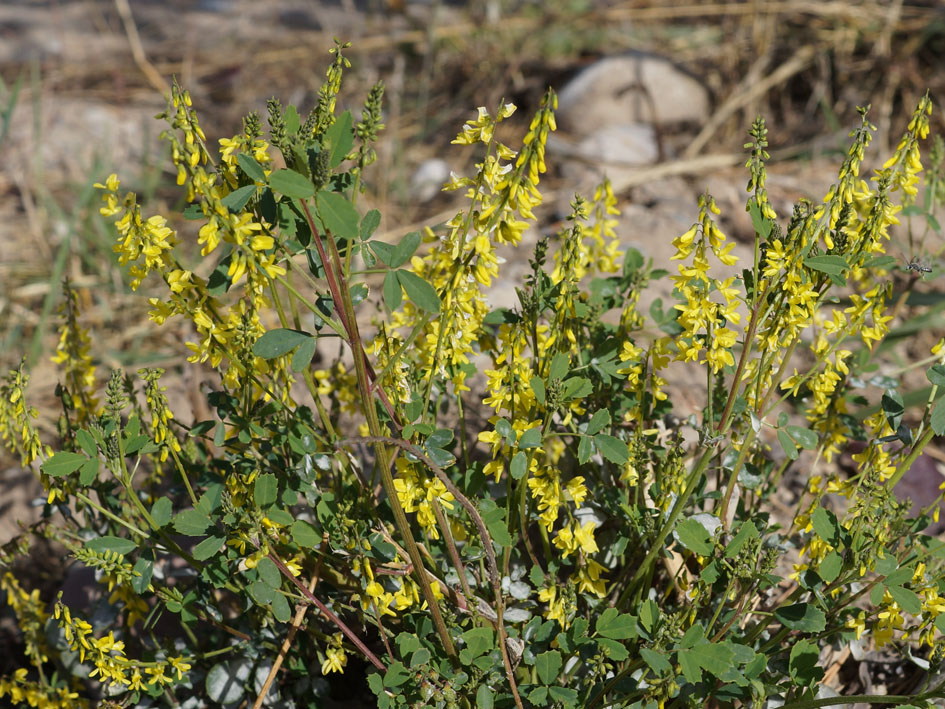 Изображение особи Melilotus officinalis.