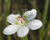 Parnassia palustris