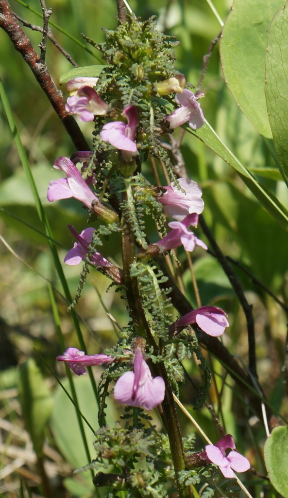 Изображение особи Pedicularis palustris.