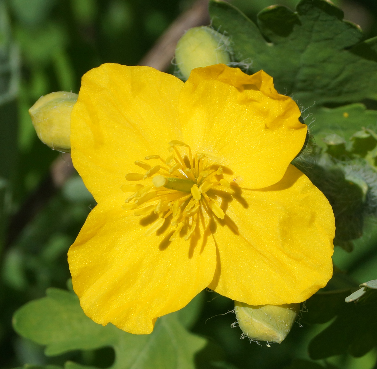 Изображение особи Chelidonium majus.