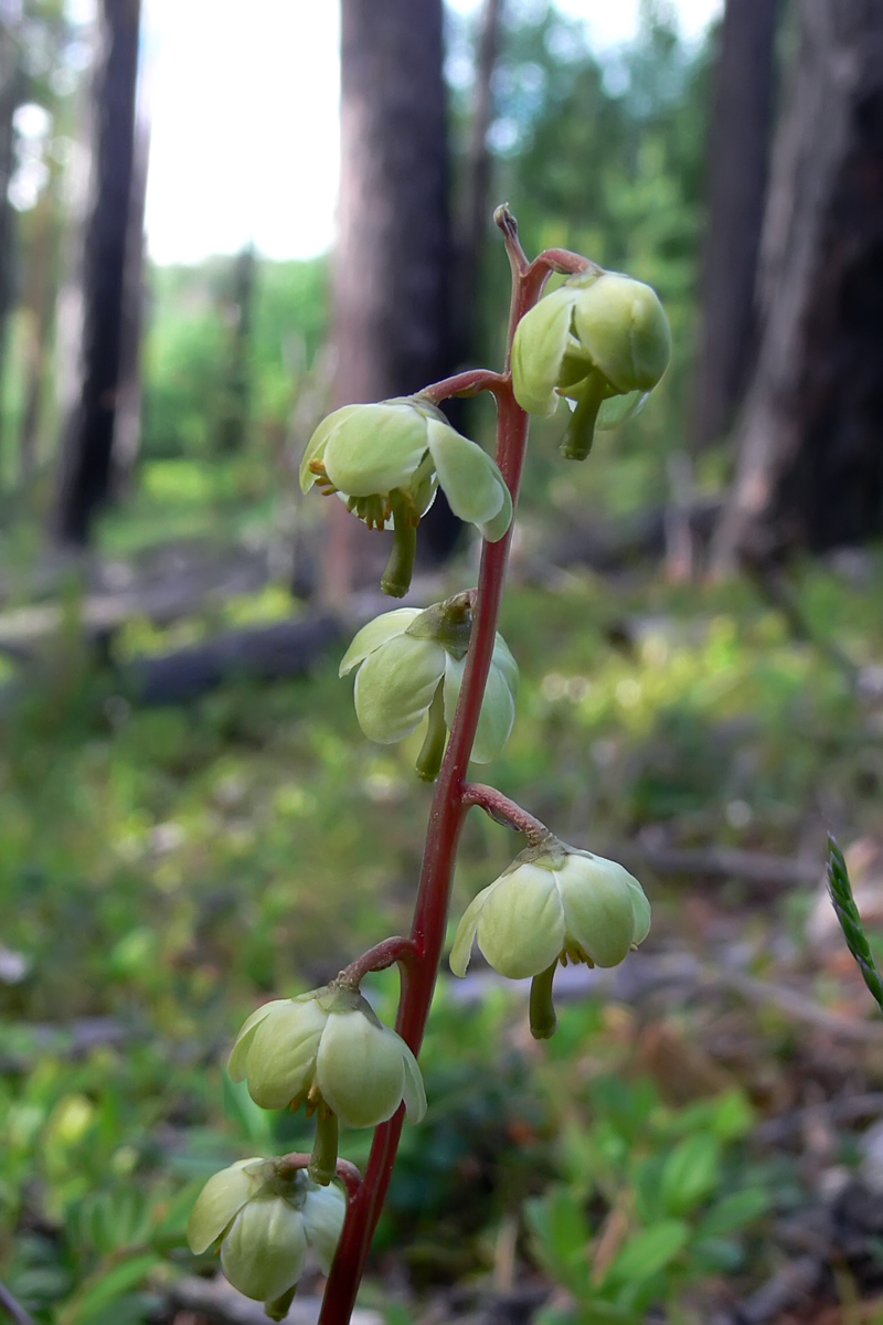 Изображение особи Pyrola chlorantha.