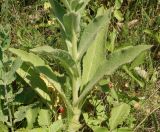 Verbascum phlomoides