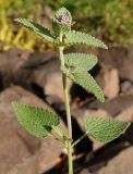 Nepeta mussinii