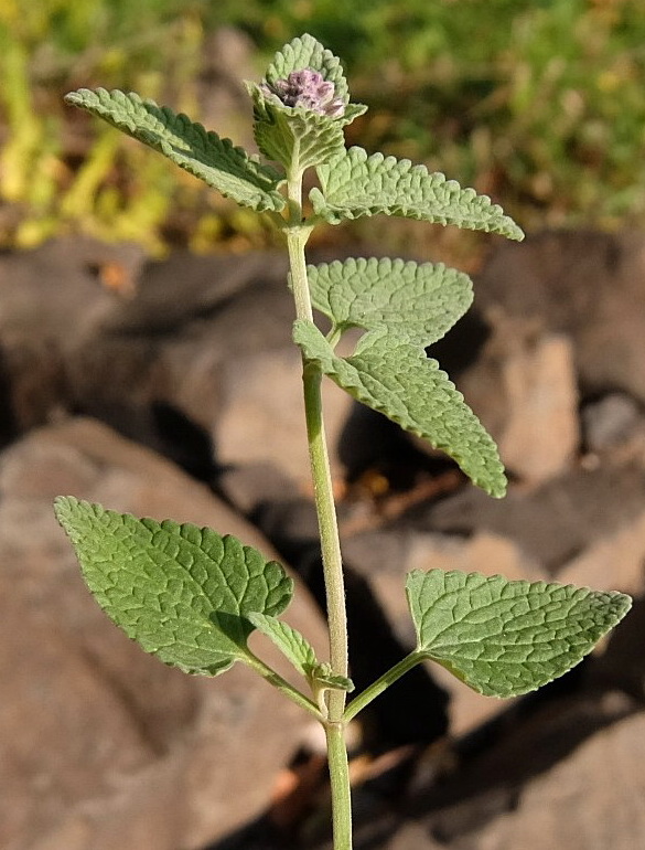 Image of Nepeta mussinii specimen.