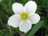 Anemone sylvestris. Цветок. Иркутская обл., г. Усть-Кут, городская черта, овраг. 09.06.2009.