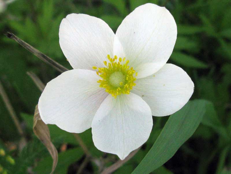 Image of Anemone sylvestris specimen.
