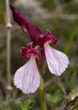 Anacamptis papilionacea