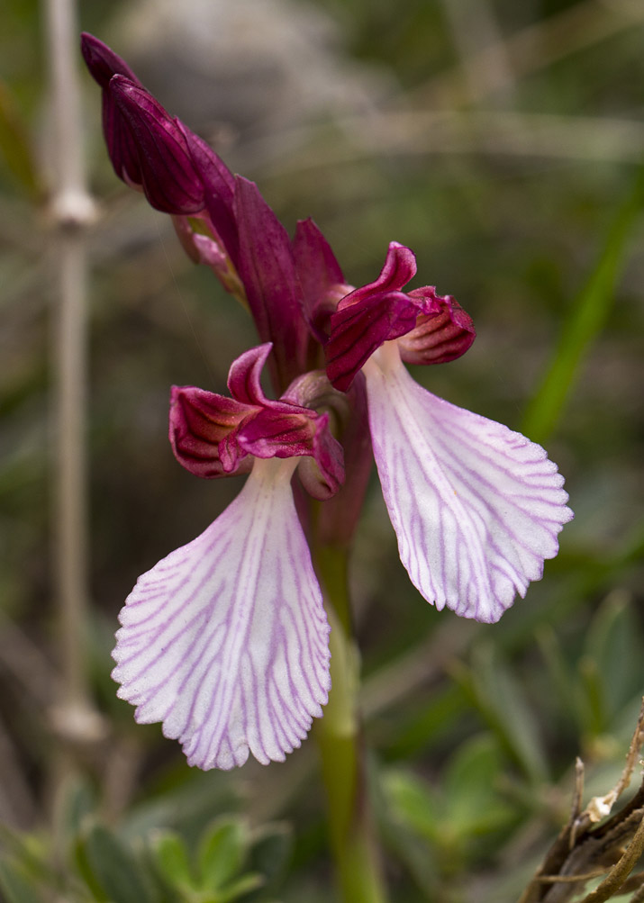 Изображение особи Anacamptis papilionacea.