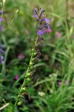 Lobelia sessilifolia