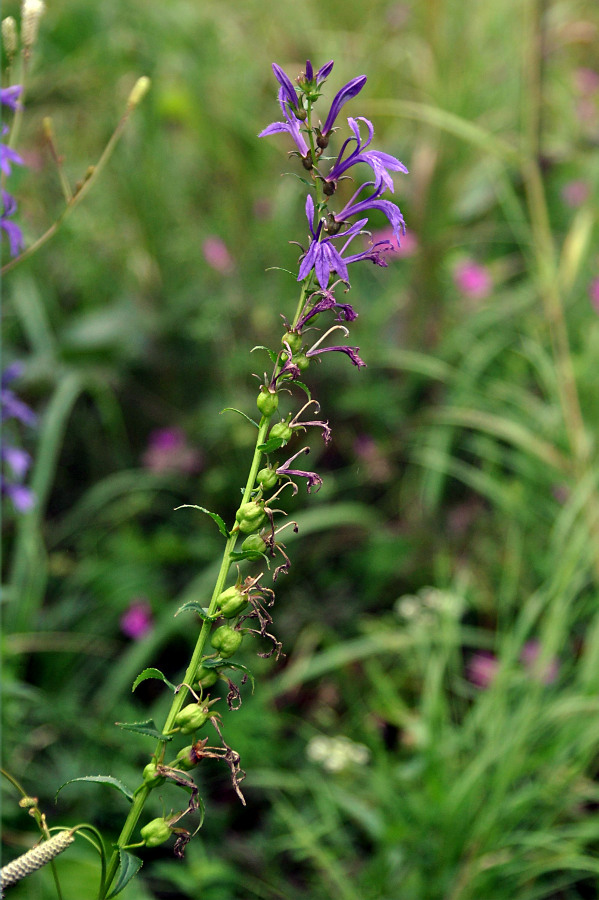Image of Lobelia sessilifolia specimen.