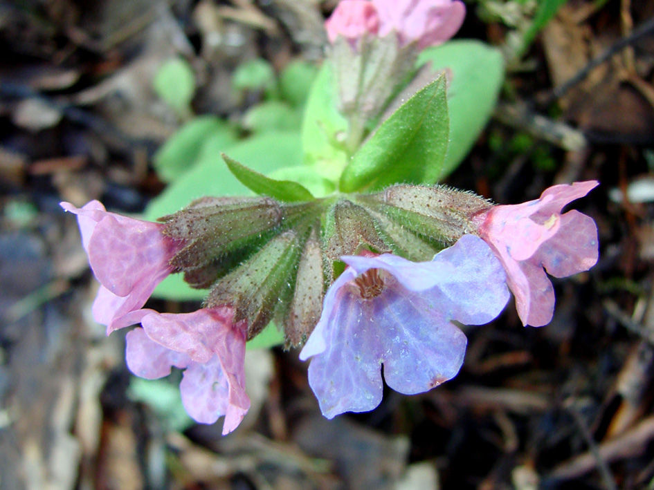 Image of Pulmonaria obscura specimen.