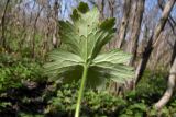 Ranunculus constantinopolitanus. Прикорневой лист (нижняя сторона). Республика Адыгея, дубово-грабовый лес к востоку от г. Майкоп, поляна. 05.04.2016.