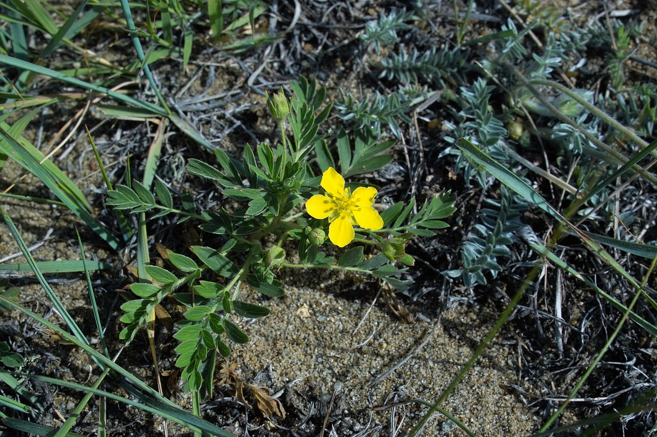 Изображение особи Potentilla bifurca.