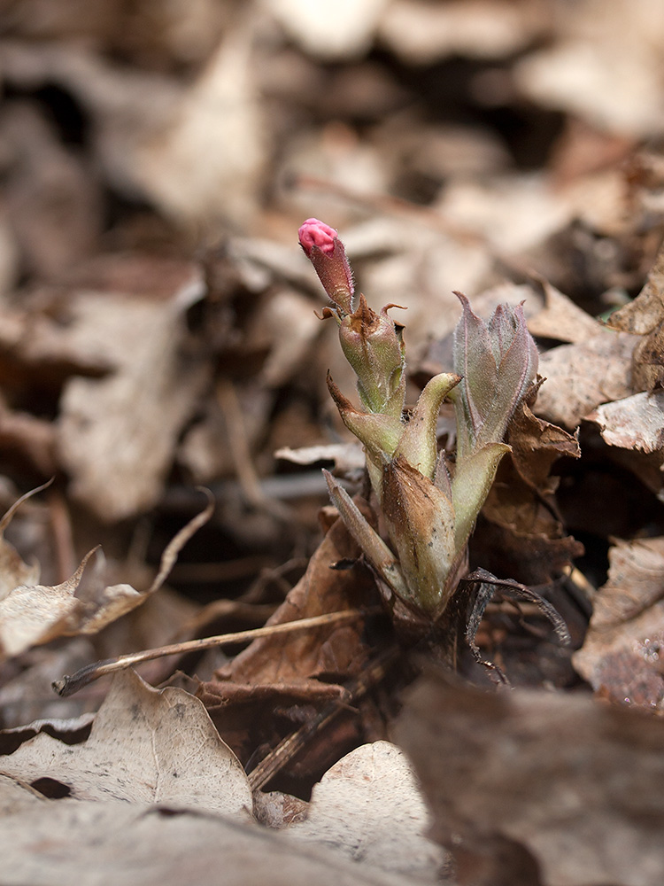 Image of Pulmonaria obscura specimen.