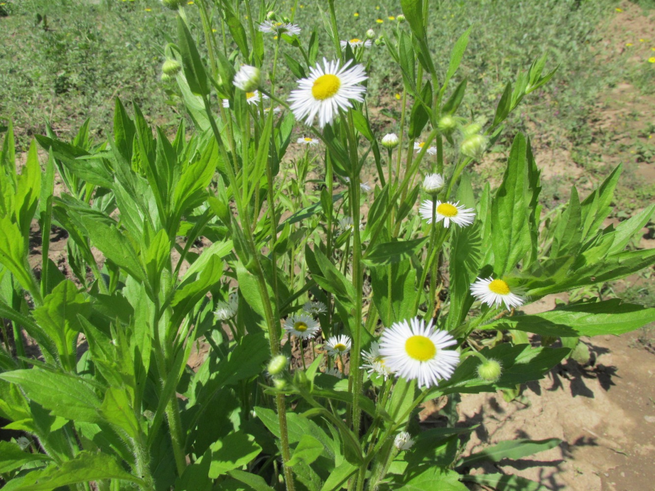 Изображение особи Erigeron annuus.