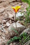 Tulipa dubia