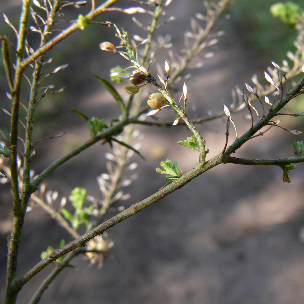 Image of Lepidium densiflorum specimen.