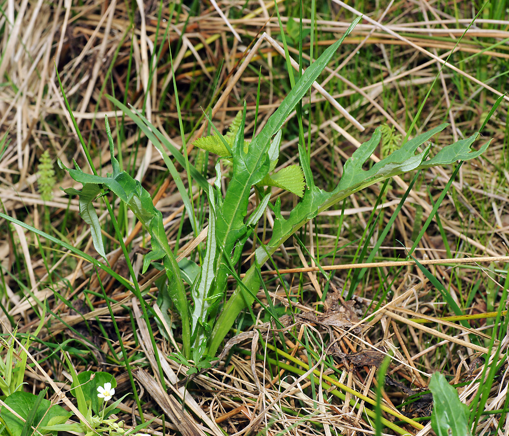 Изображение особи Cirsium heterophyllum.