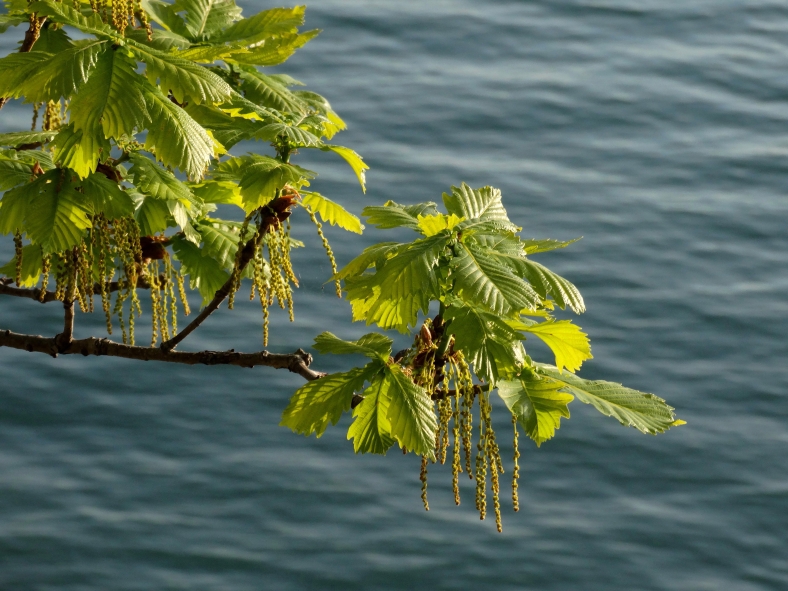 Image of Quercus mongolica specimen.