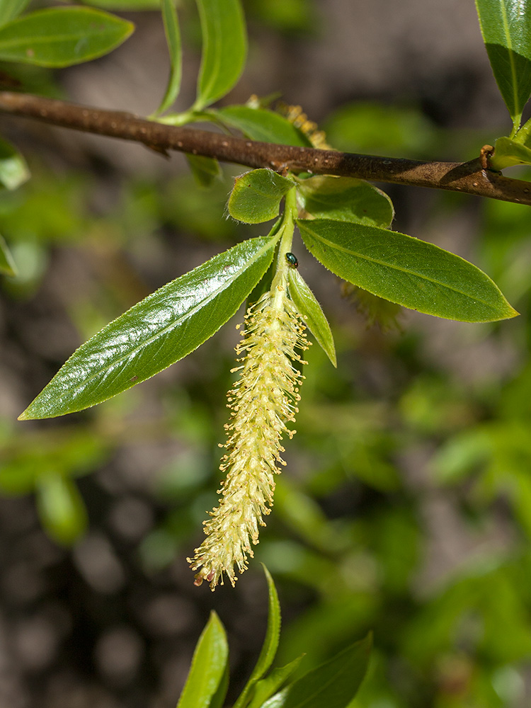 Изображение особи Salix &times; fragilis.