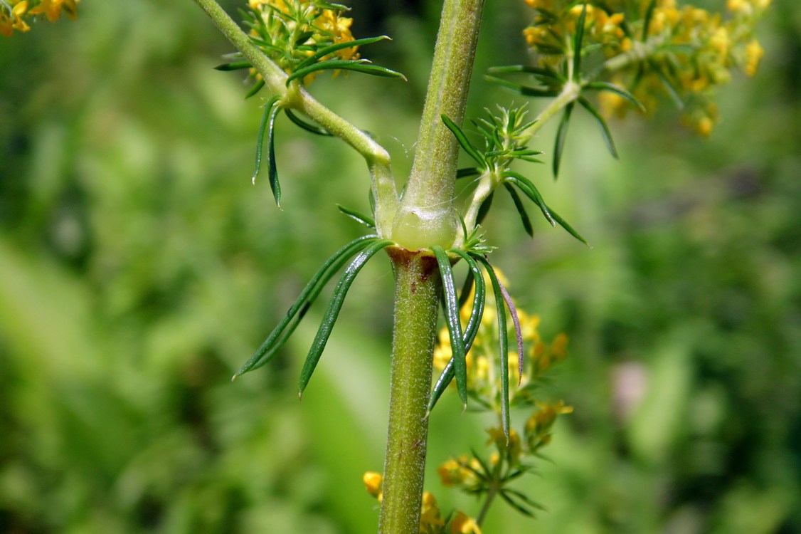 Изображение особи Galium verum.