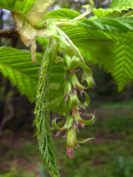 Изображение особи Carpinus betulus.